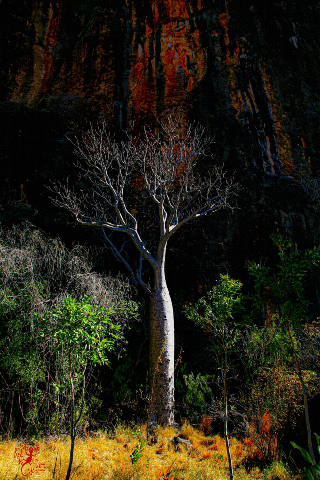 Boab Tree Kimberley Western Australia Windjana Gorge